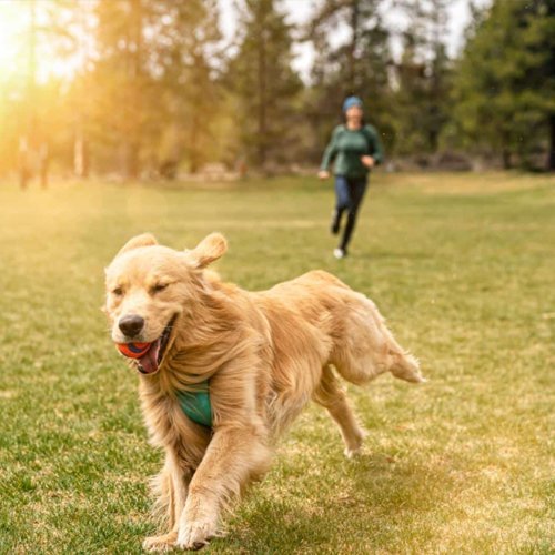 Product section image